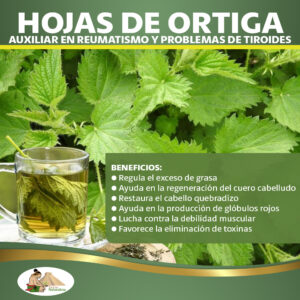 Ortiga Se ha utilizado para tratar el reumatismo y la artritis, así como para promover la circulación sanguínea.