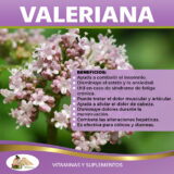 Valeriana Tratamiento natural para el insomnio y la ansiedad, actúa como un sedante suave y puede ayudar a promover el sueño y a reducir la ansiedad.